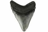 Fossil Megalodon Tooth - South Carolina #186780-1